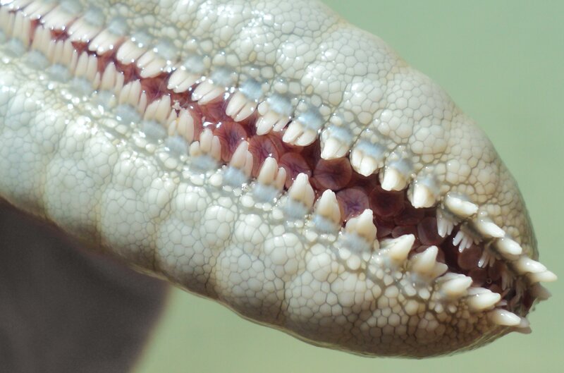 Close-up of a snake's mouth