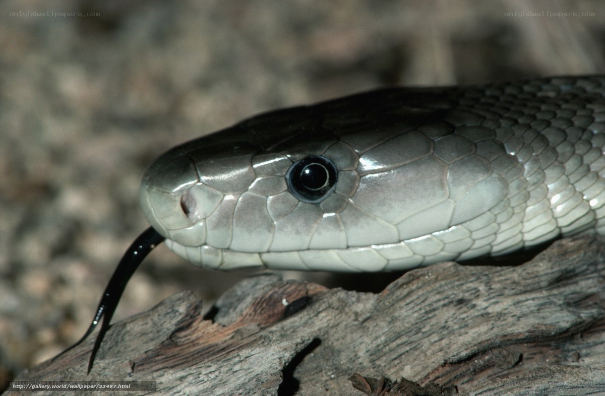 close-up of a snake