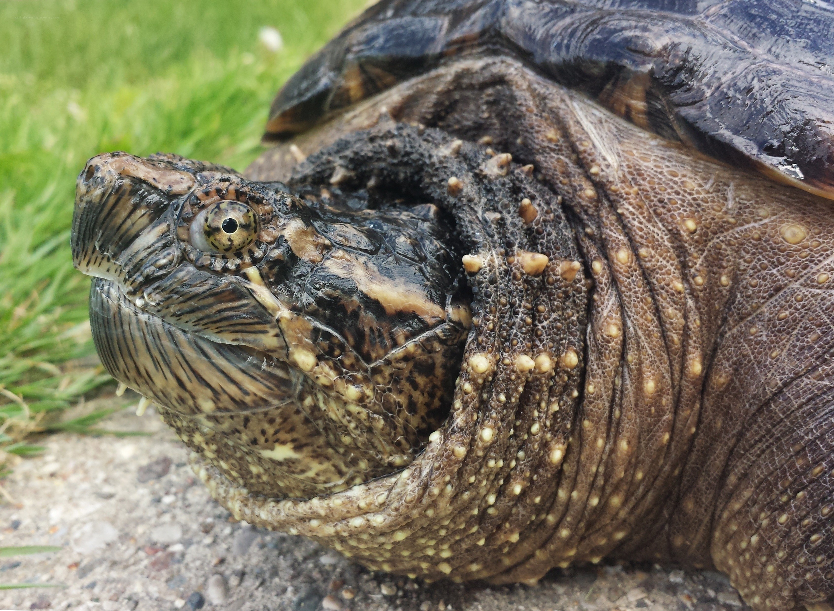 close-up of a snapping turtle