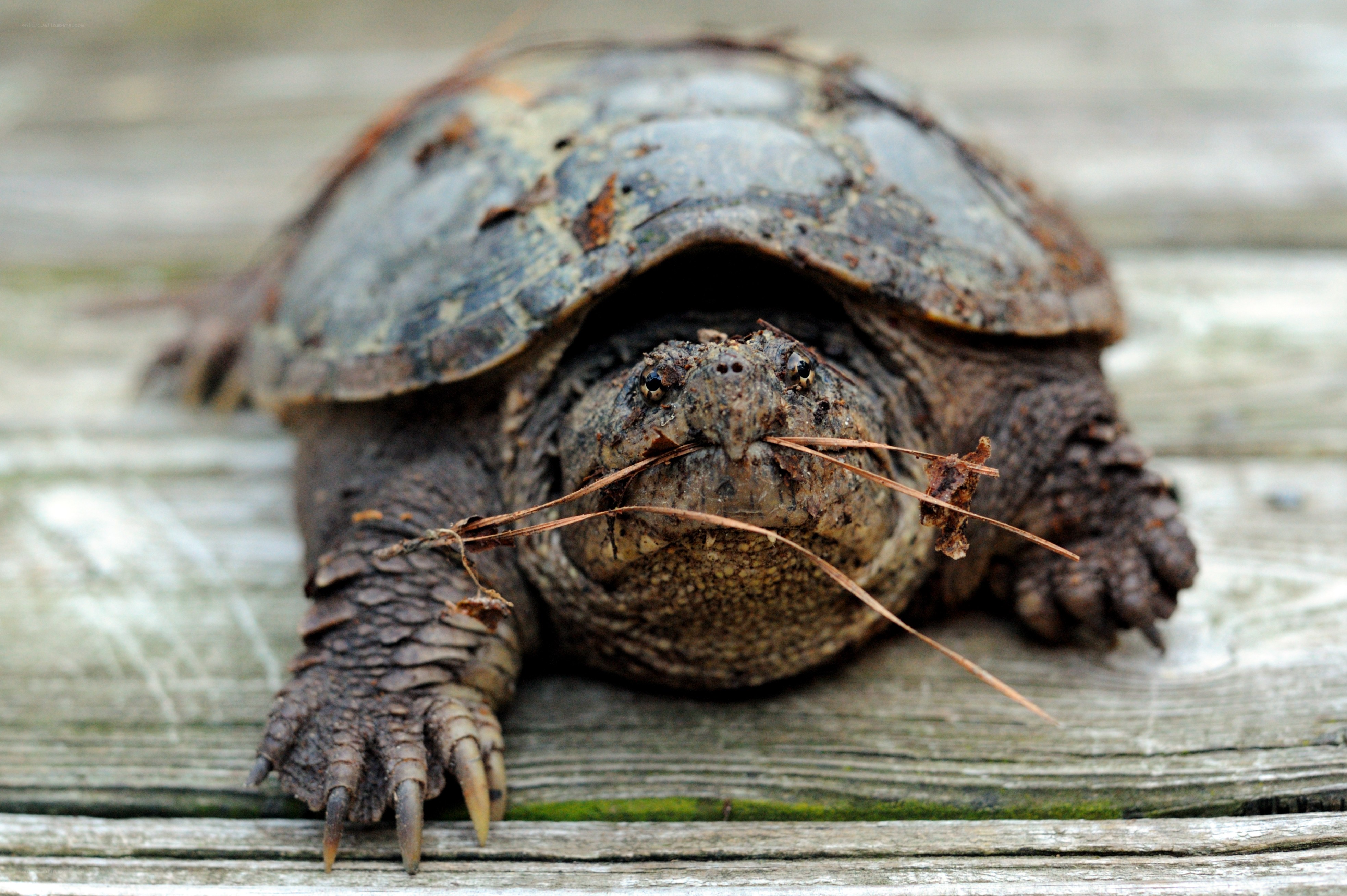 close-up of a snapping turtle