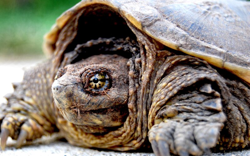 close-up of a snapping turtle