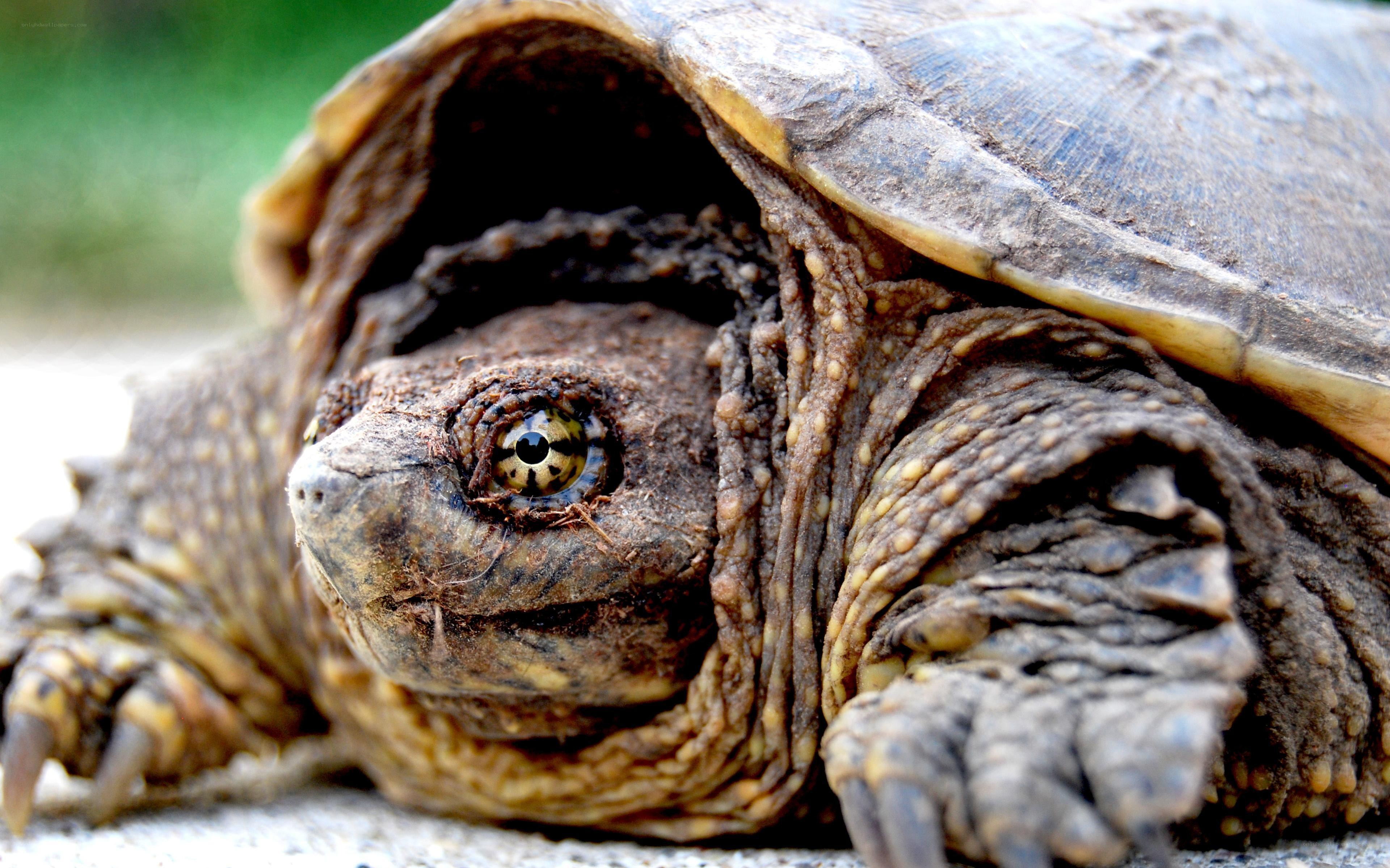 close-up of a snapping turtle