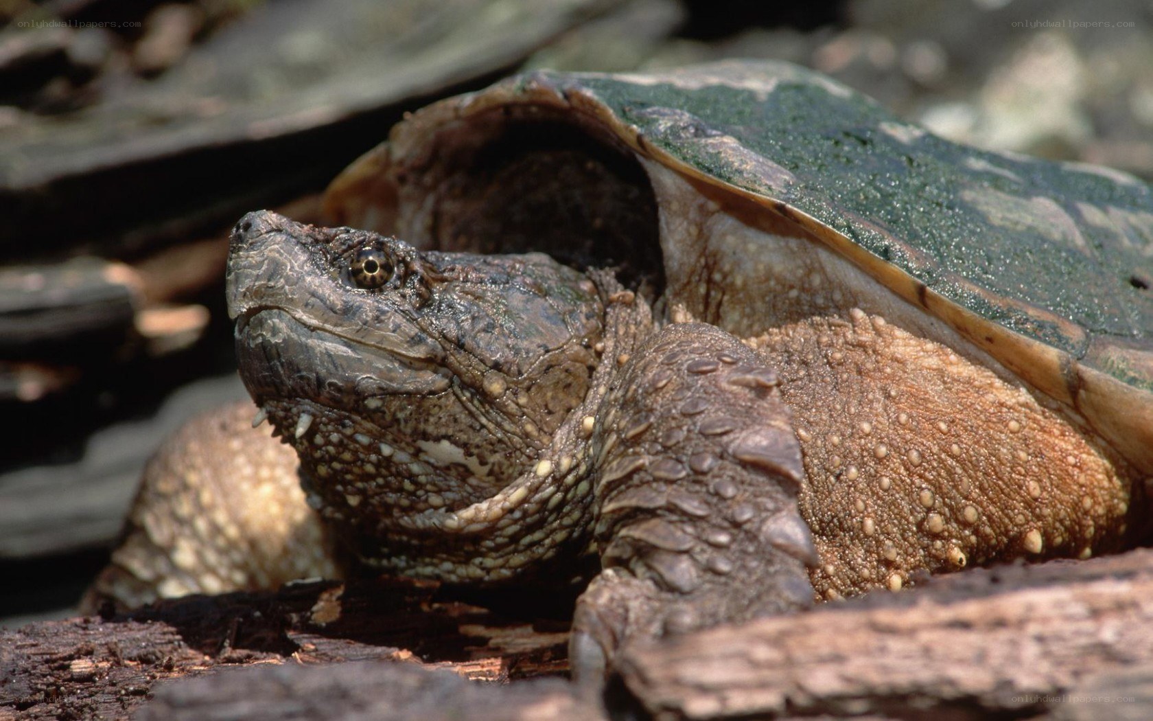 Close-up of a snapping turtle