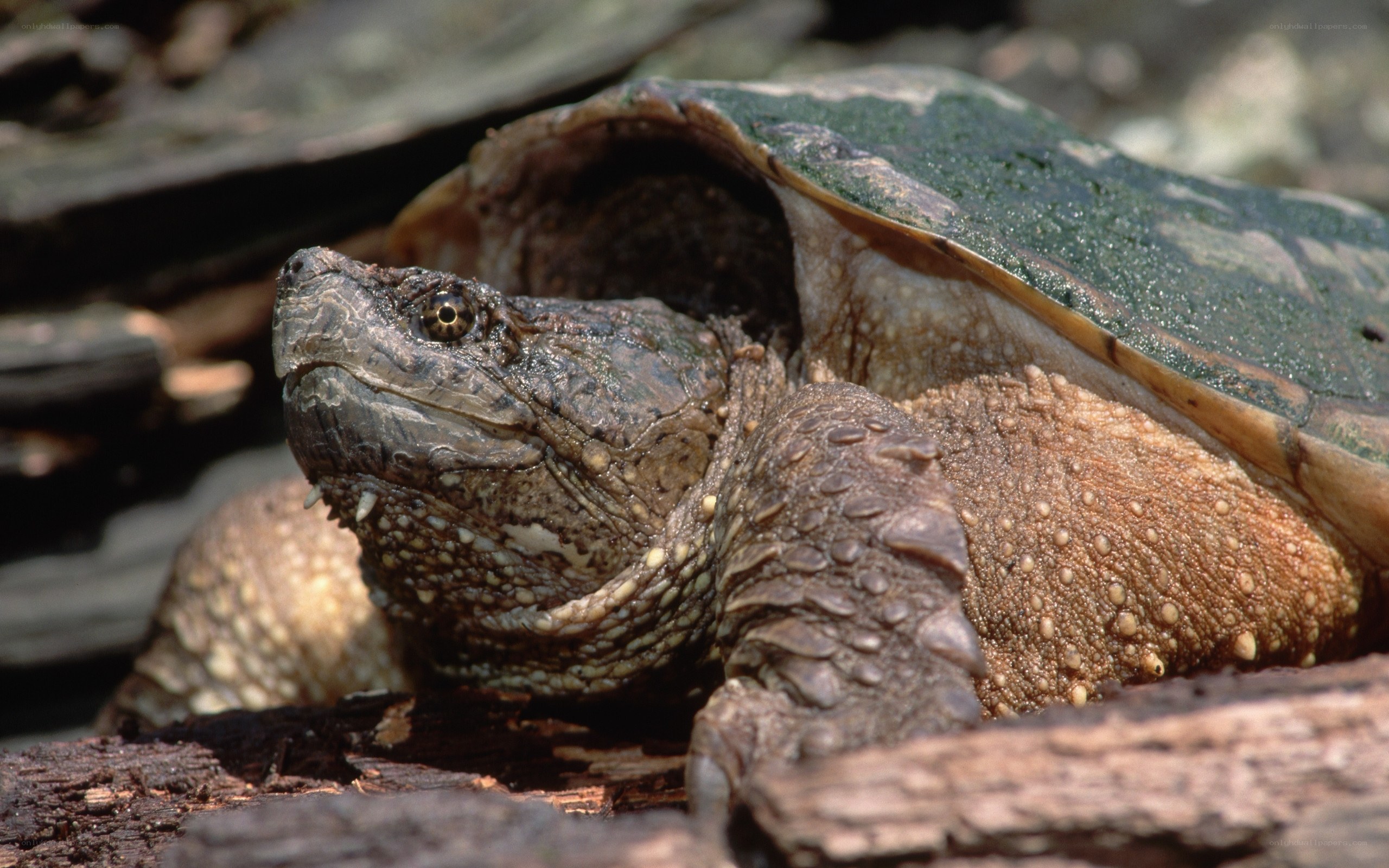 Close-up of a snapping turtle