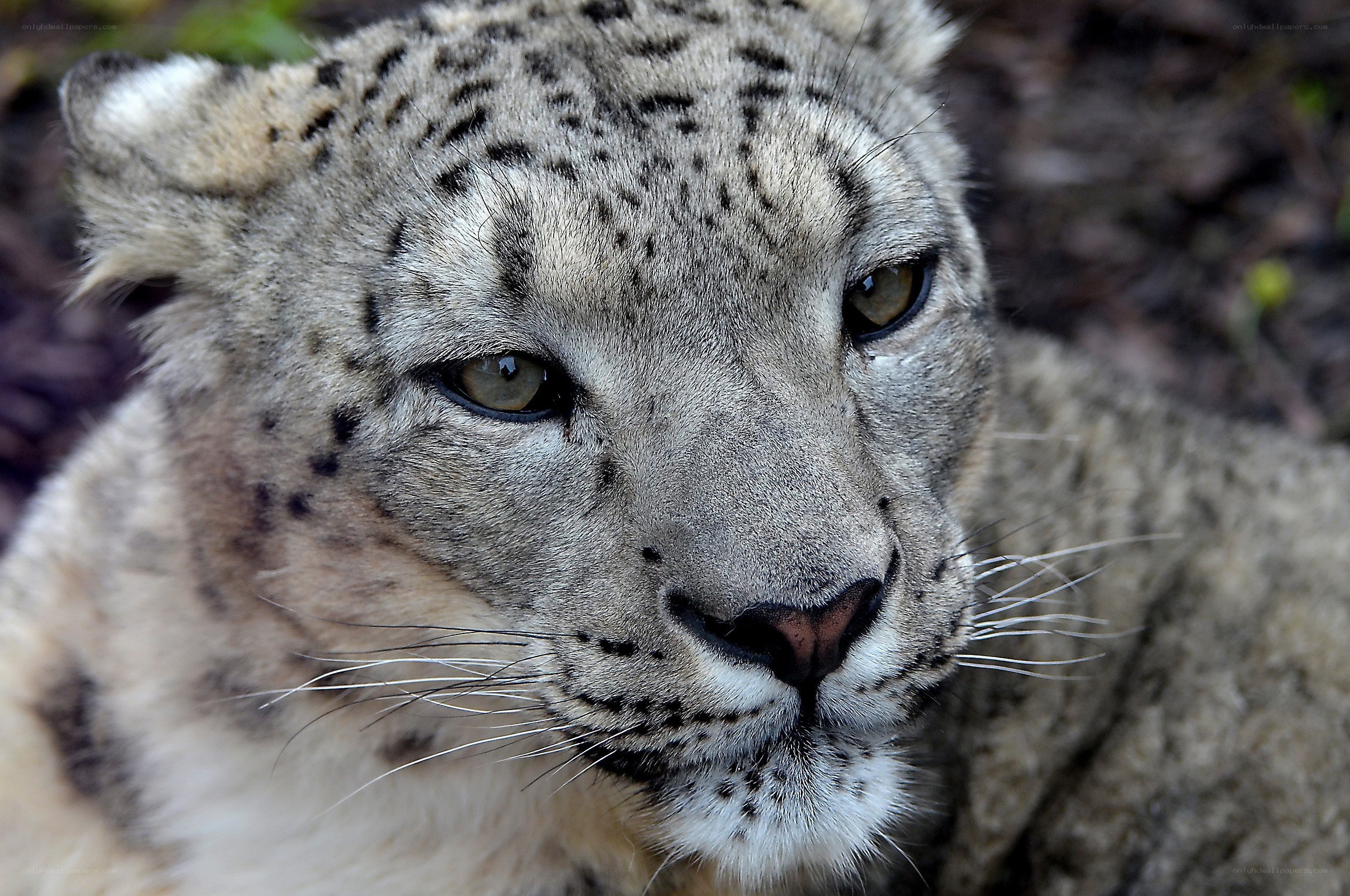 Close-up of a snow leopard