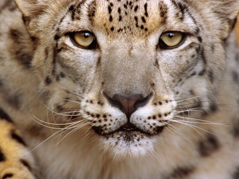 Close-up of a snow leopard