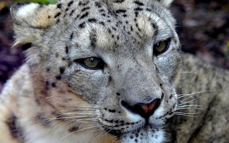 Close-up of a snow leopard