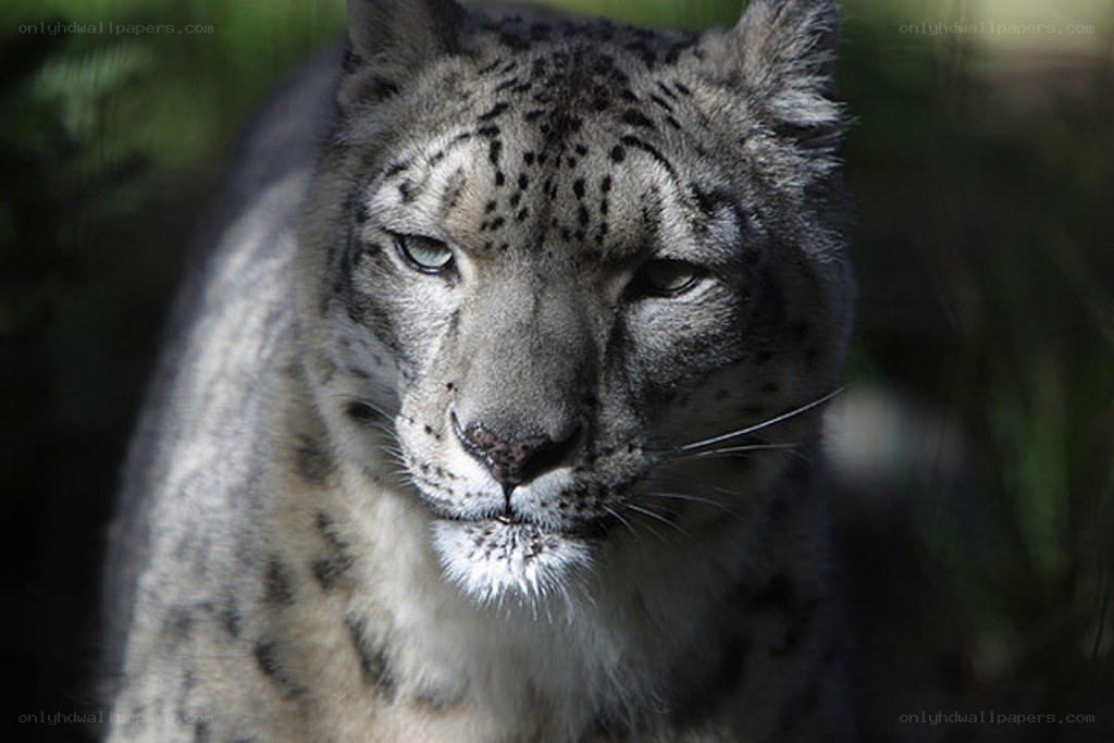 Close-up of a snow leopard