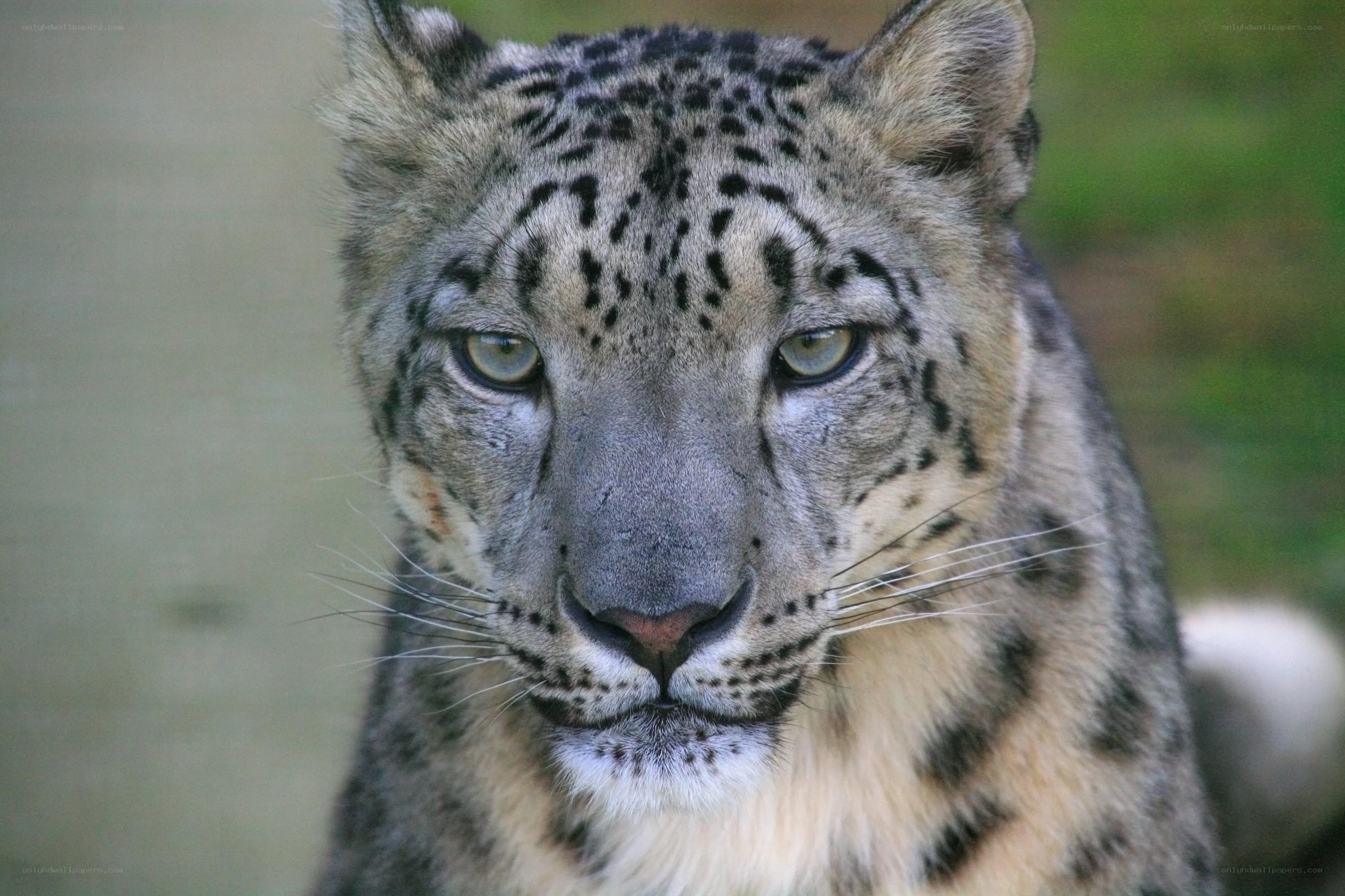 Close-up of a snow leopard