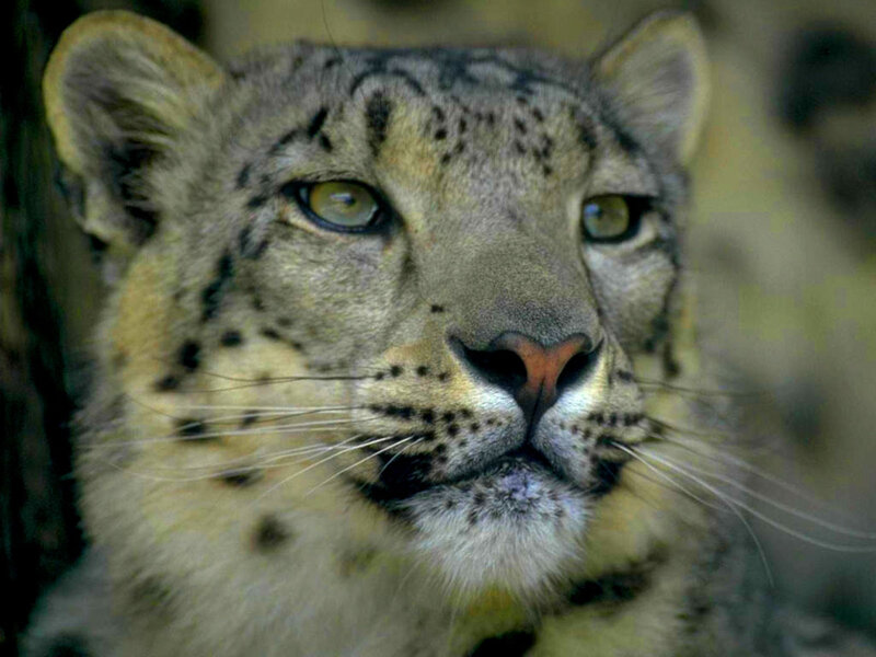 Close-up of a snow leopard