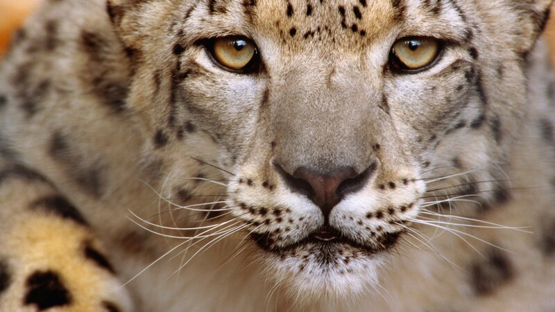 close-up of a snow leopard
