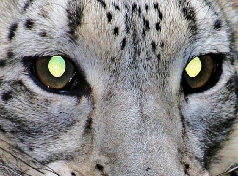 Close-up of a snow leopard's eyes
