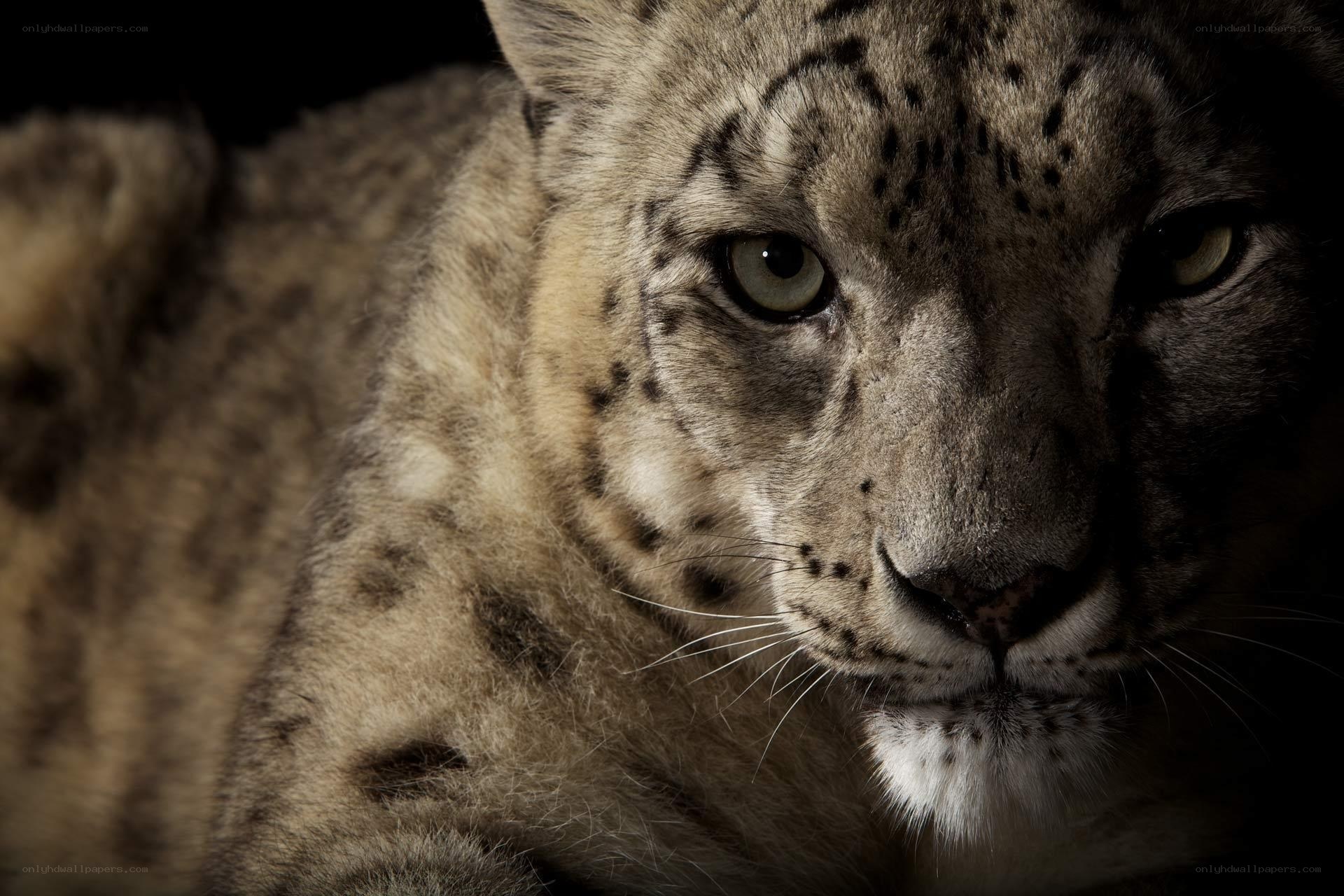 Close-up of a snow leopard