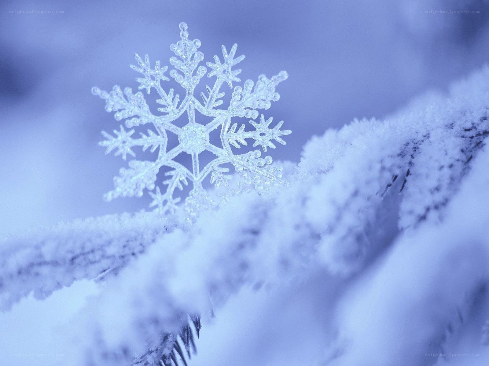 Close-up of a snowflake