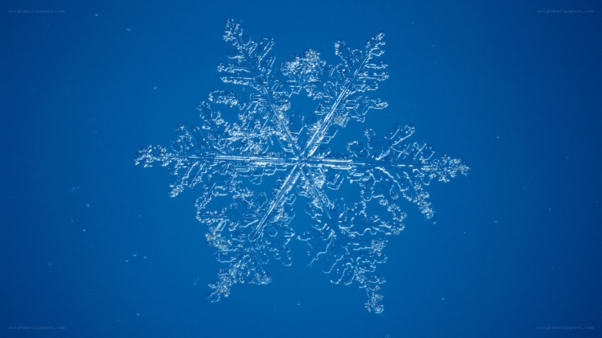 Close-up of a snowflake