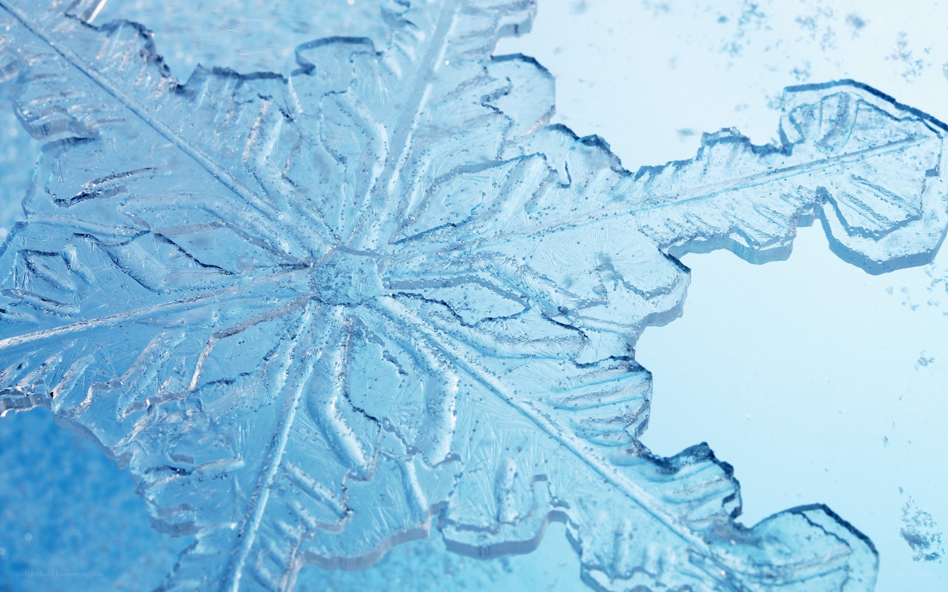 Close-up of a snowflake