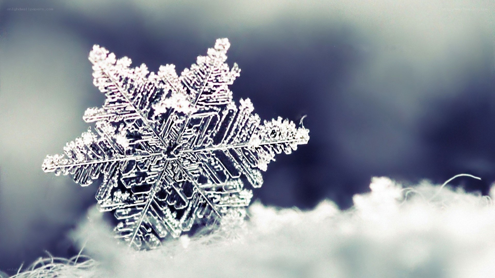 Close-up of a snowflake