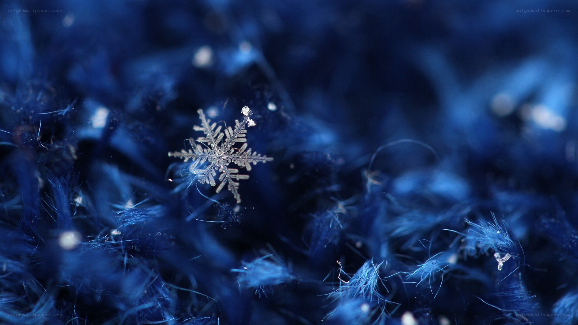 Close-up of a snowflake