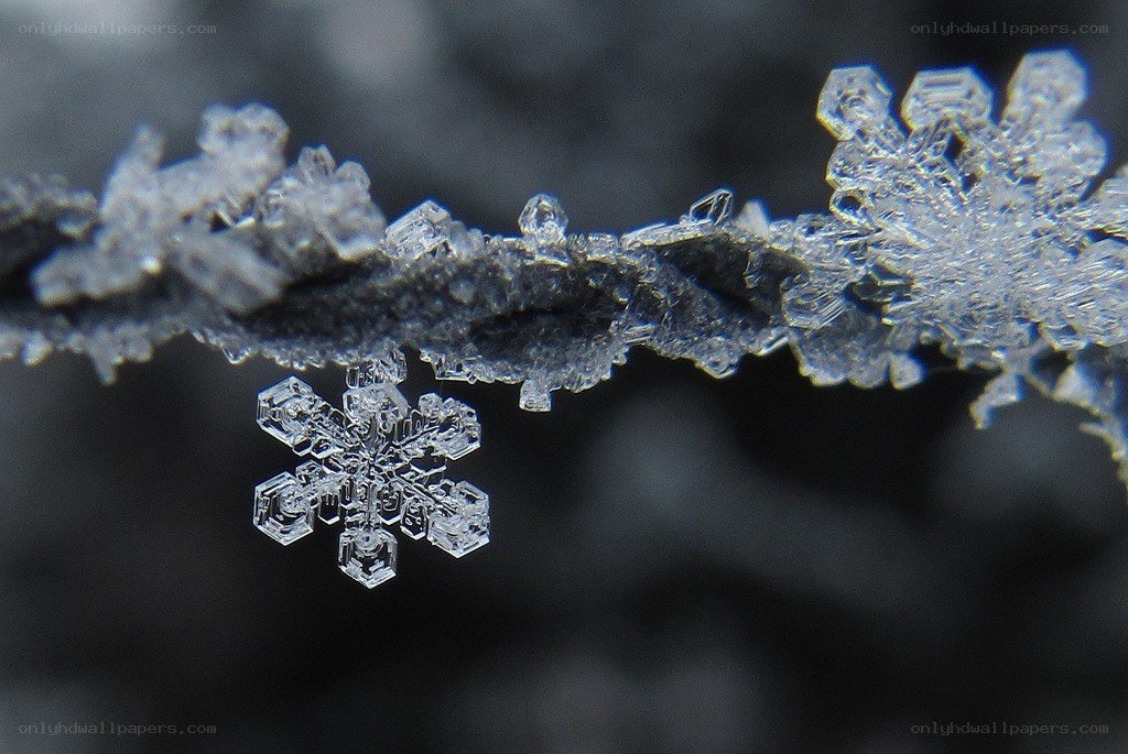 Close-up of a snowflake