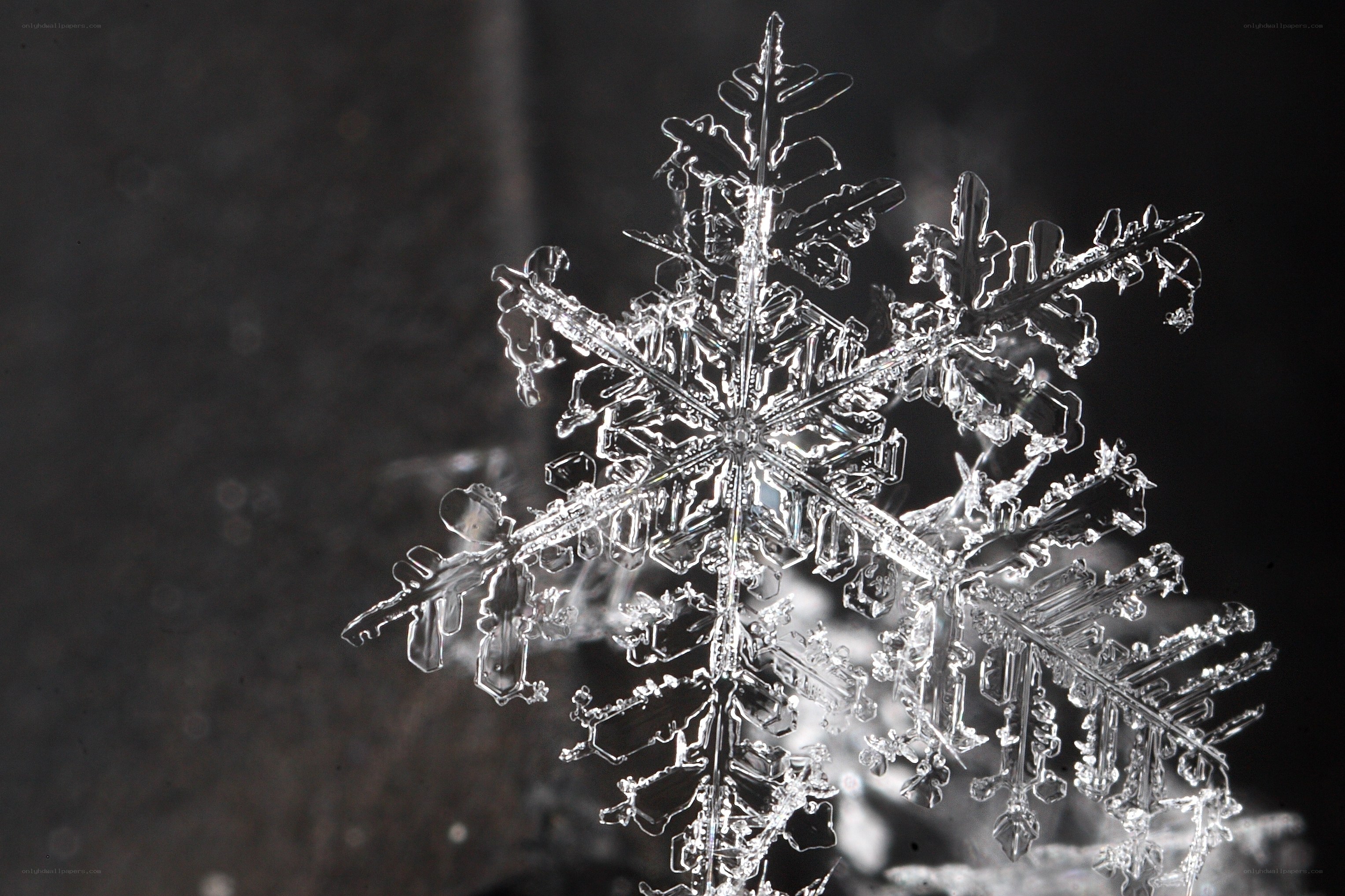 Close-up of a snowflake