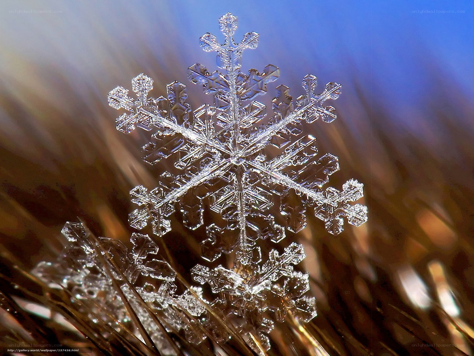 Close-up of a snowflake