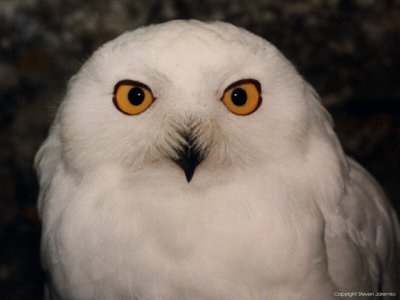 Close-up of a snowy owl