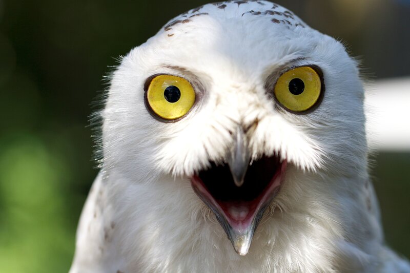 Close-up of a snowy owl