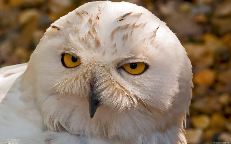 Close-up of a snowy owl