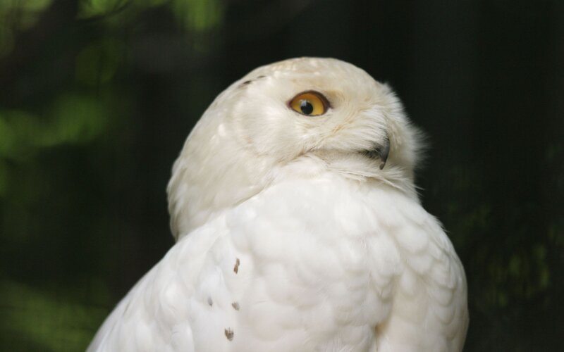 close-up of a snowy owl