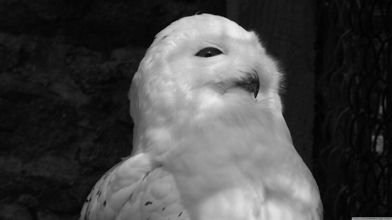 Close-up of a snowy owl