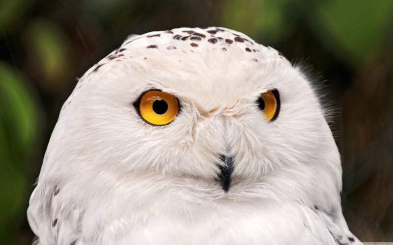 close-up of a snowy owl