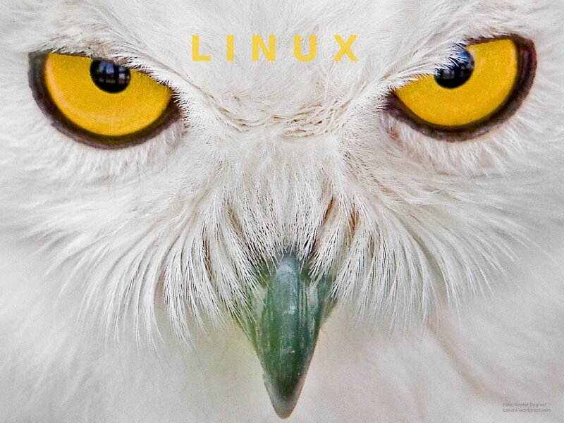 Close-up of a snowy owl