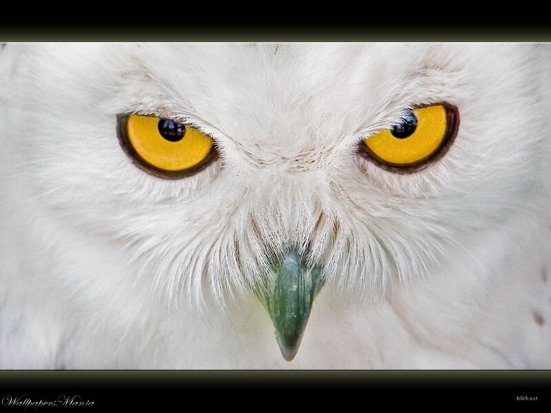 Close-up of a snowy owl