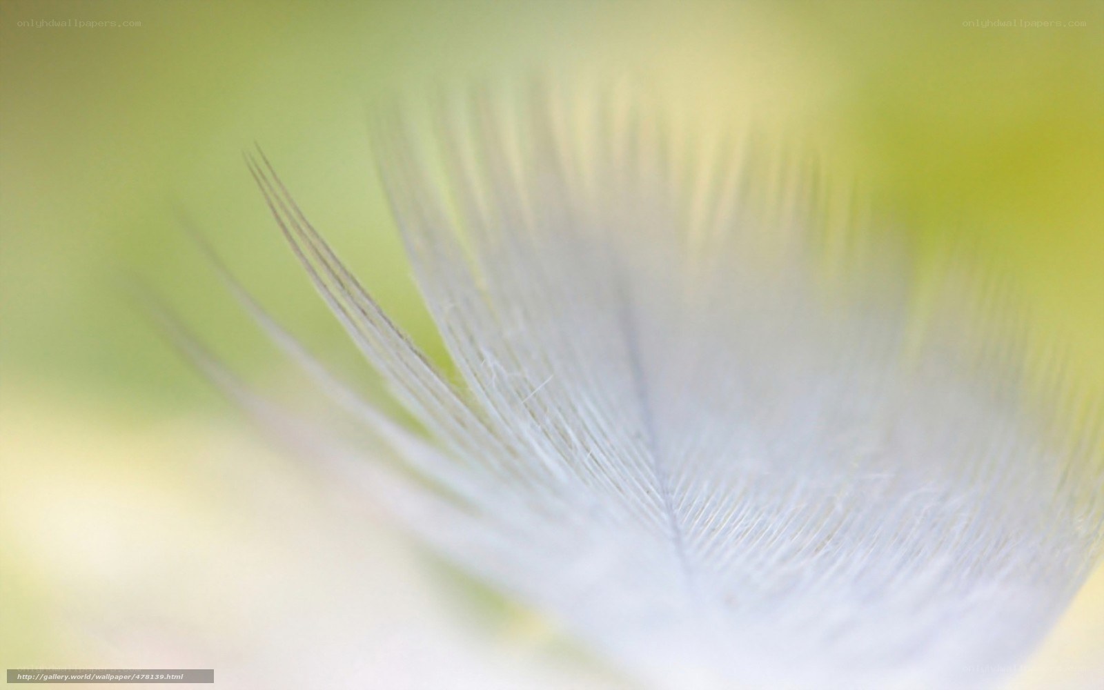 Close-up of a soft feather