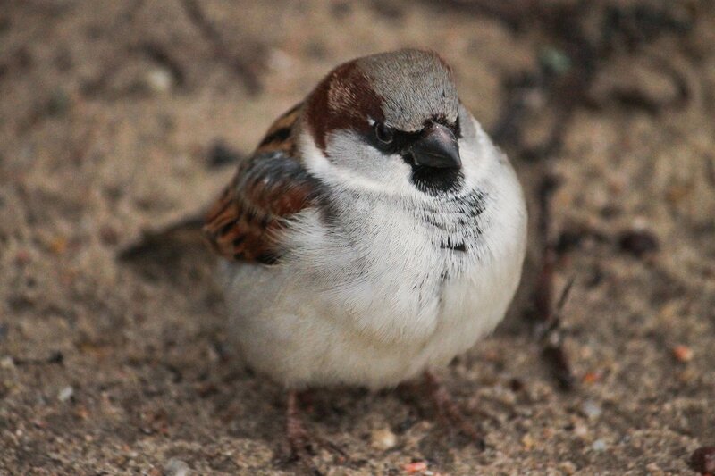 close-up of a sparrow