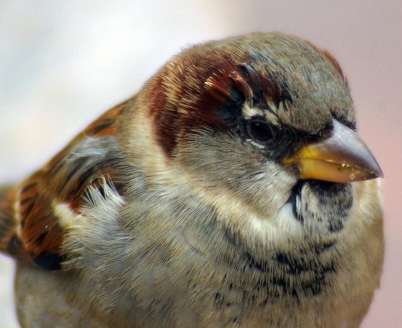 Close-up of a Sparrow — Brown