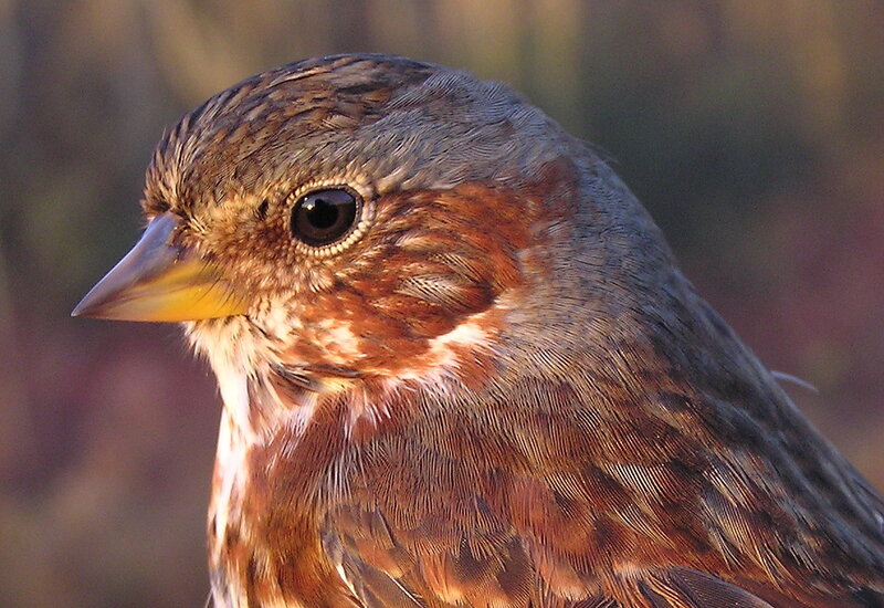 close-up of a sparrow