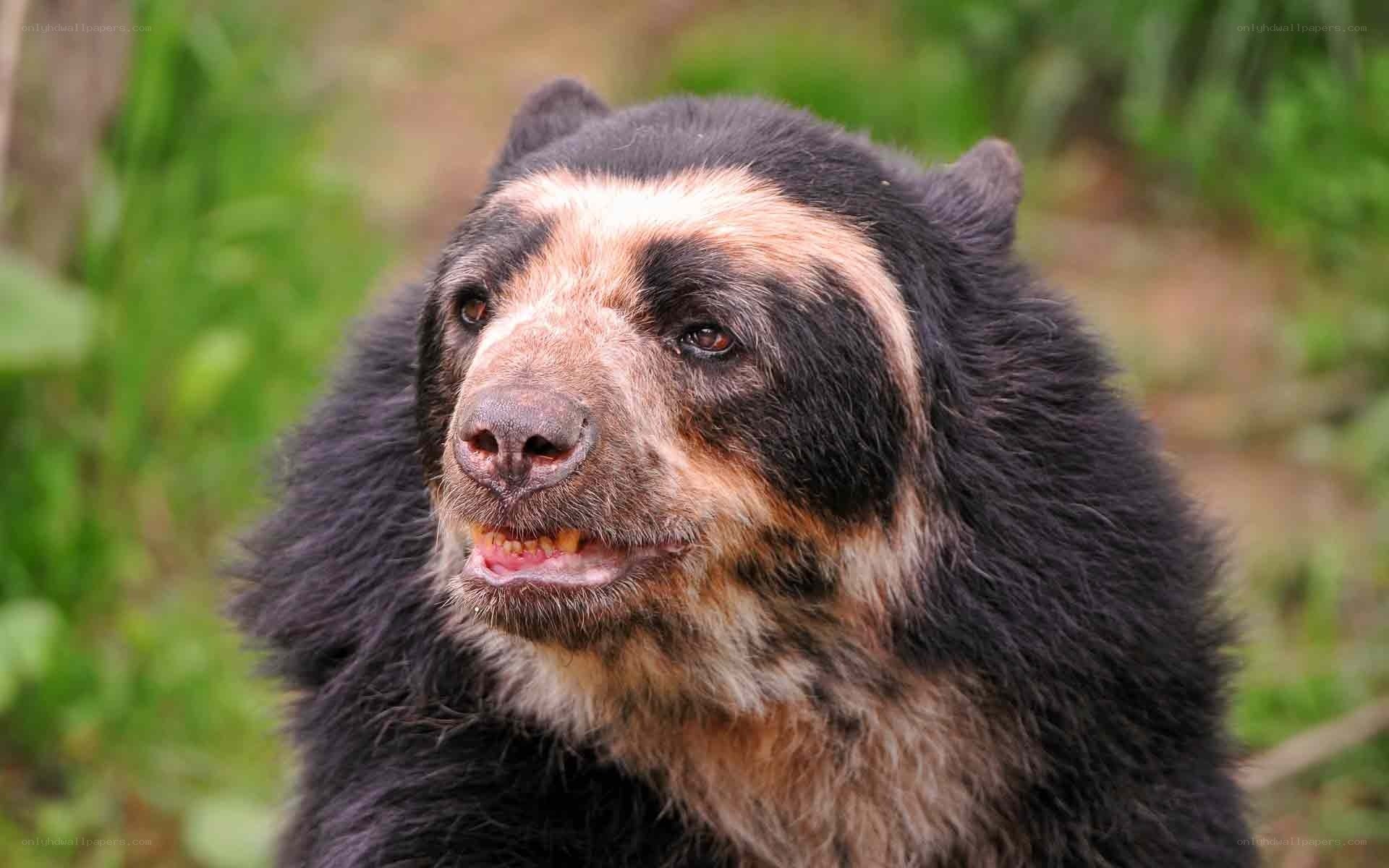 close-up of a spectacled bear