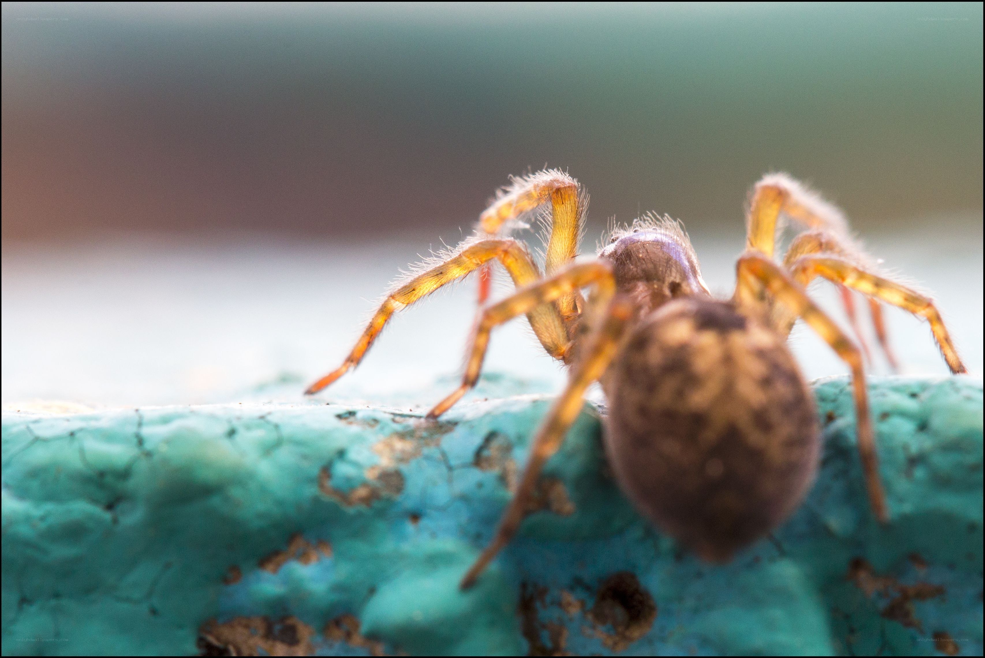close-up of a spider