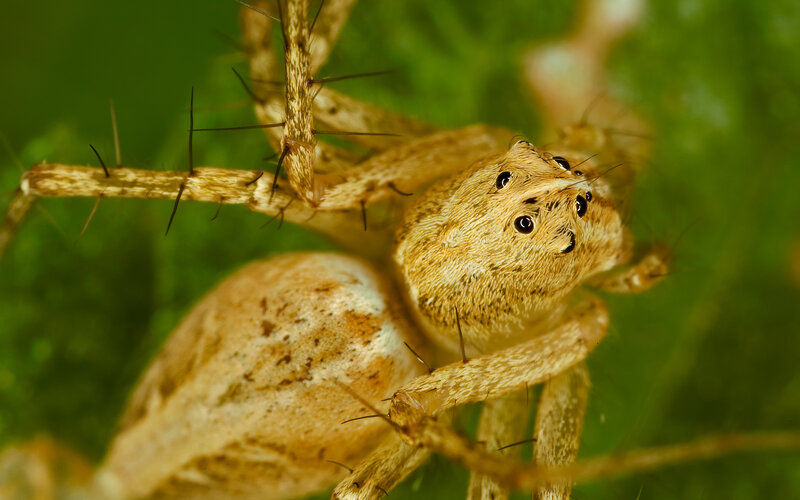 close-up of a spider