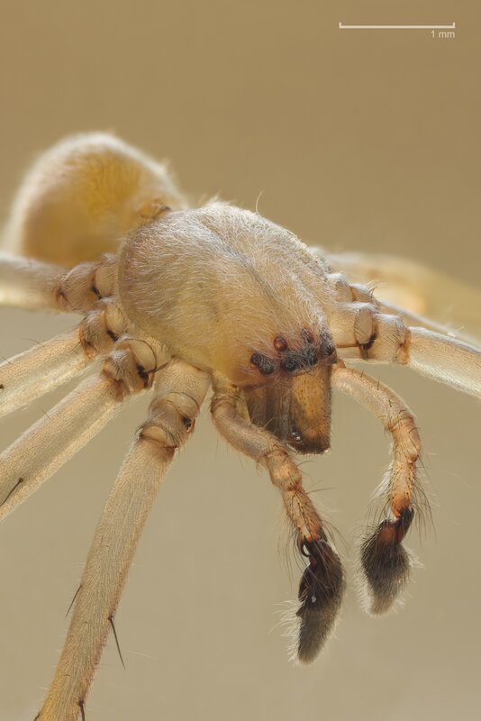Close-up of a Spider — Beige