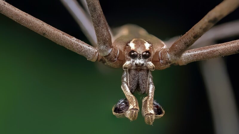 Close-up of a Spider — Brown, Intense