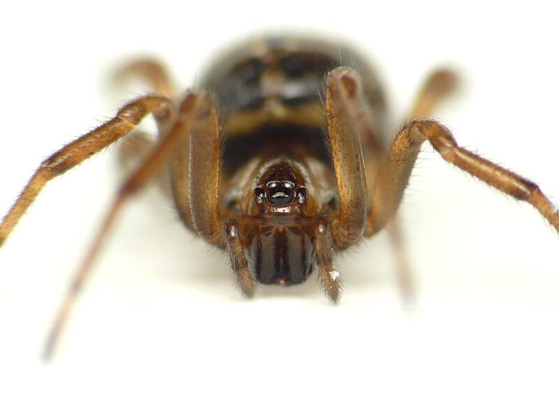 Close-up of a Spider — Brown, Neutral
