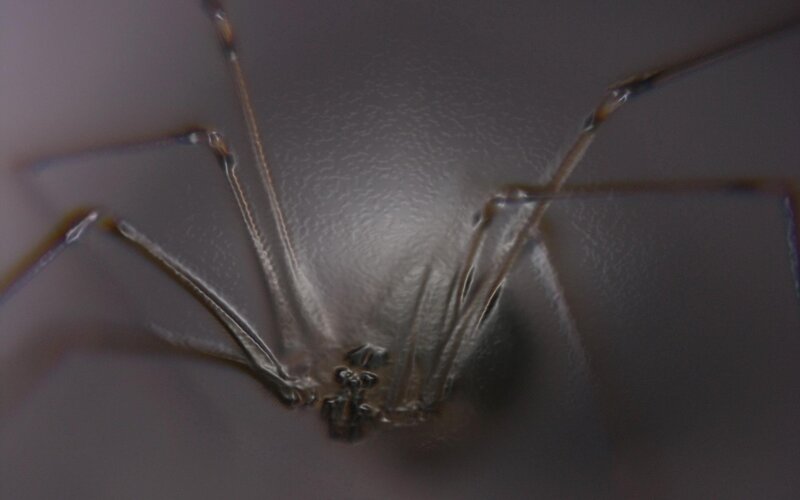 Close-up of a Spider — Gray, Neutral