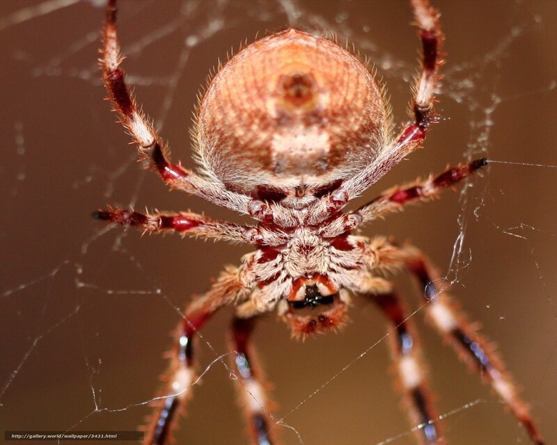 Close-up of a spider on its web