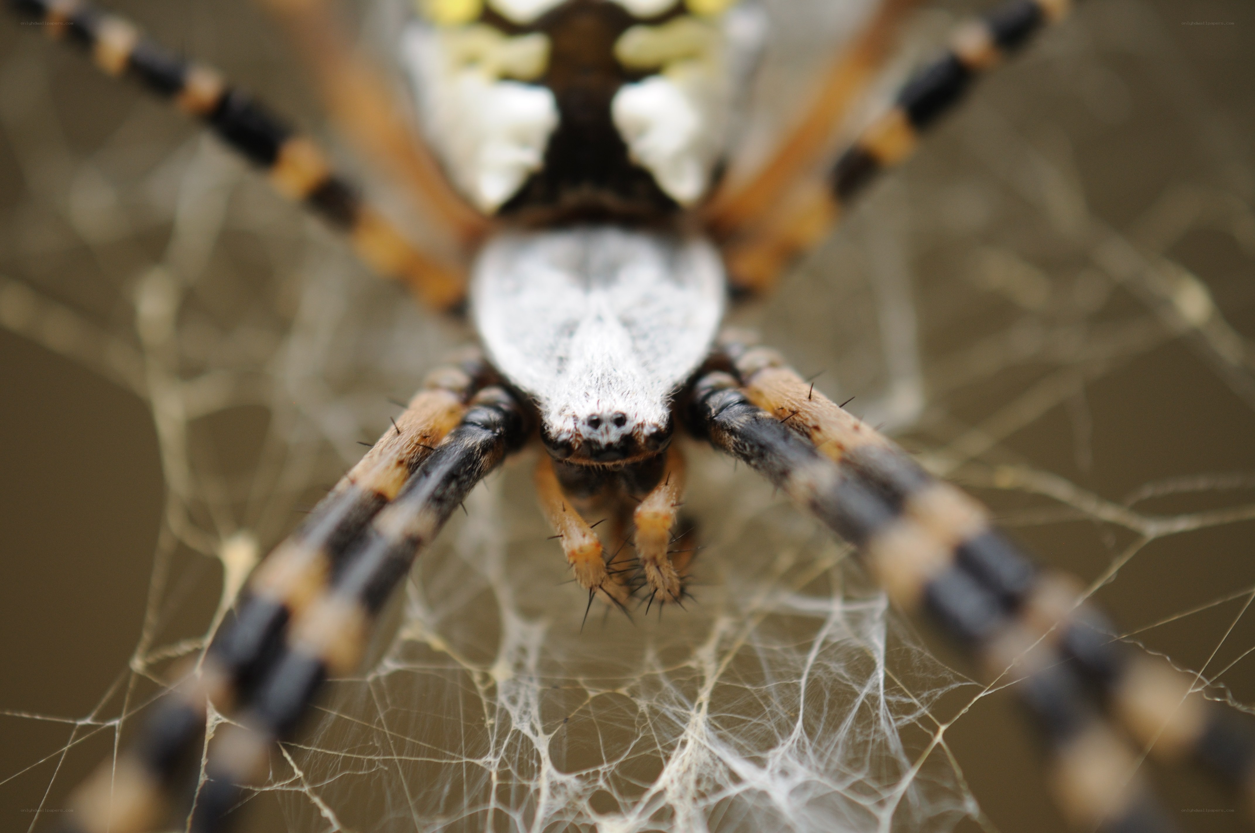 close-up of a spider on web