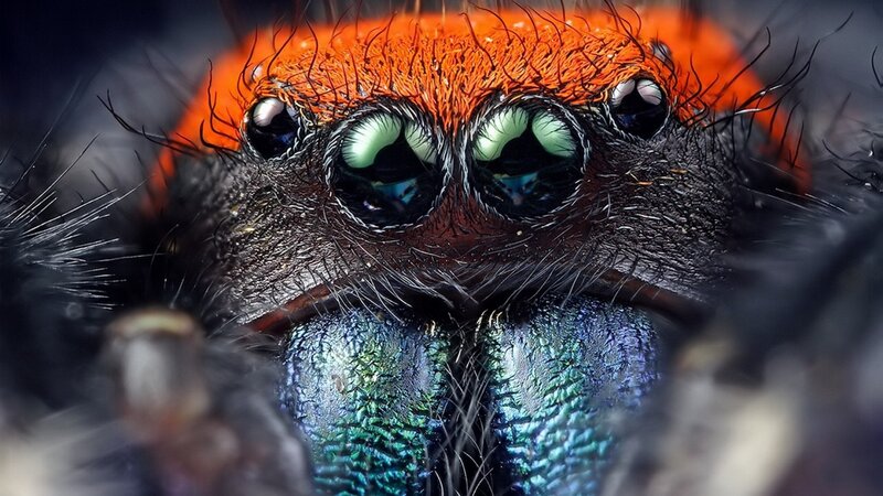 Close-up of a Spider — Orange, Intense