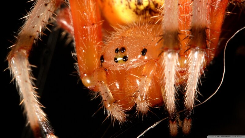 Close-up of a Spider — Orange