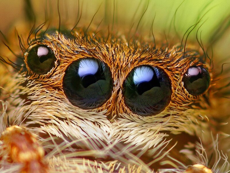 Close-up of a spider's eyes