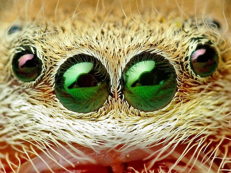 Close-up of a spider's eyes